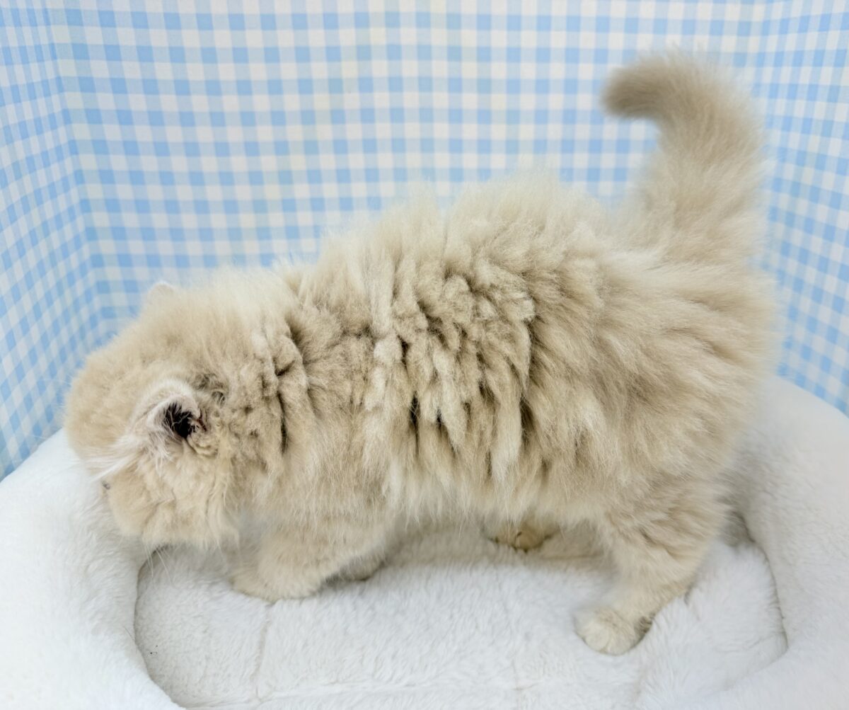 もふもふがすごい!可愛すぎるスコちゃん☺️ スコティッシュフォールド