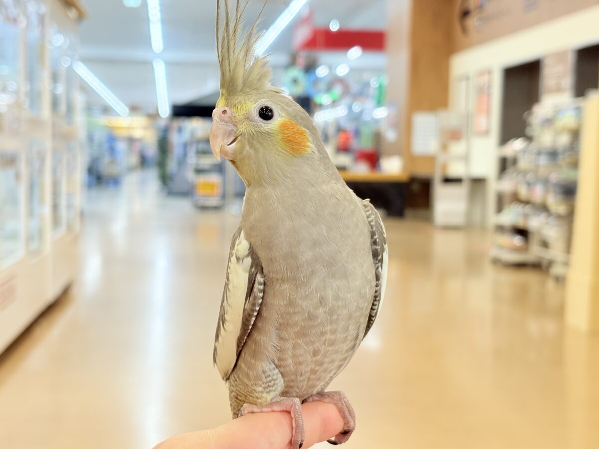 表情から伝わる優しい子♡オカメインコ(ノーマル) オカメインコ