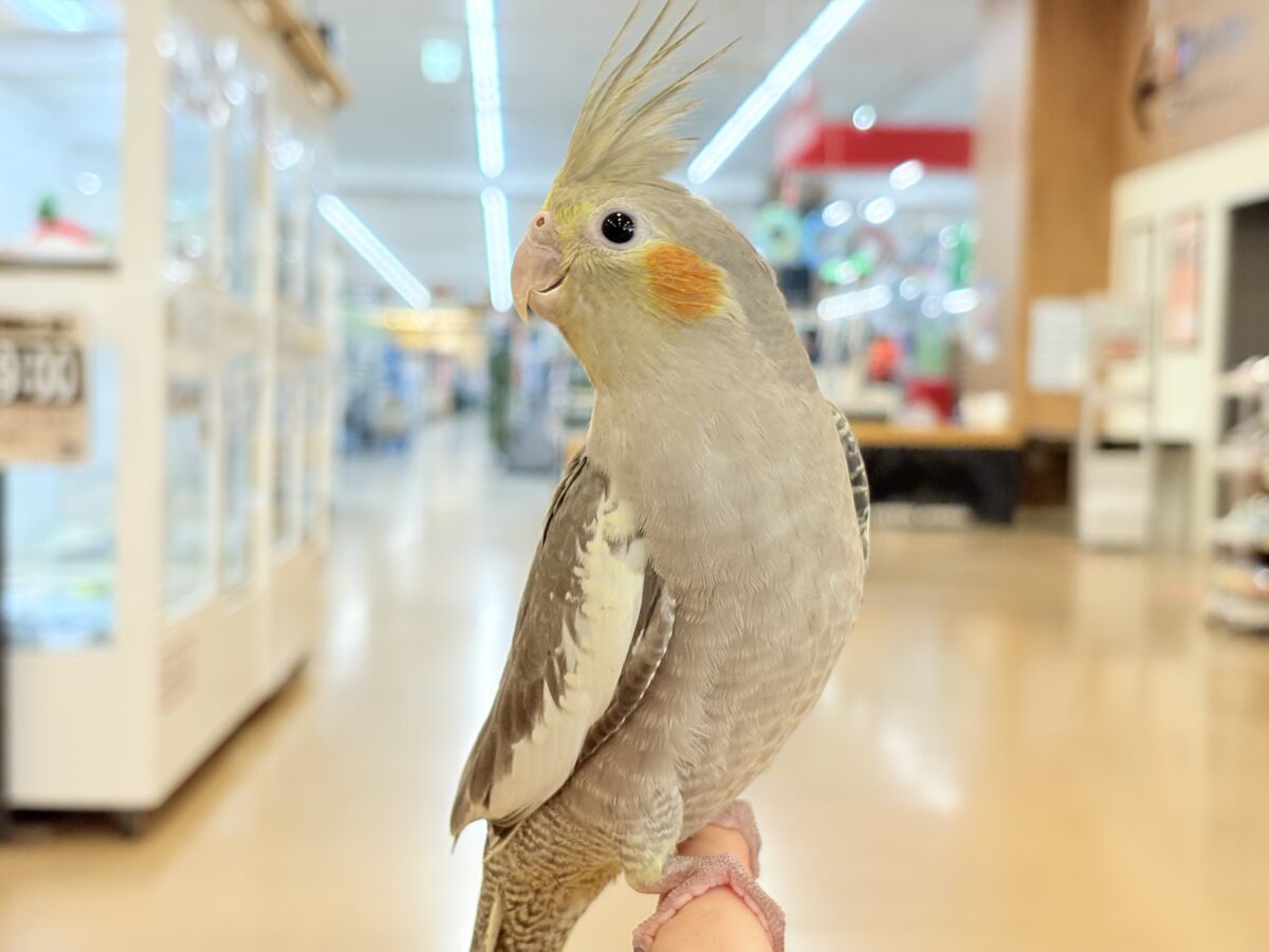 表情から伝わる優しい子♡オカメインコ(ノーマル) オカメインコ