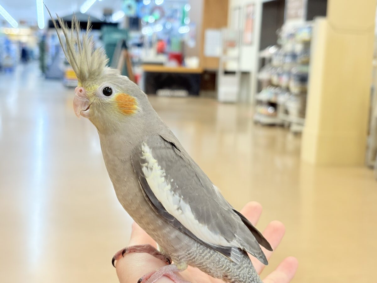 表情から伝わる優しい子♡オカメインコ(ノーマル) オカメインコ