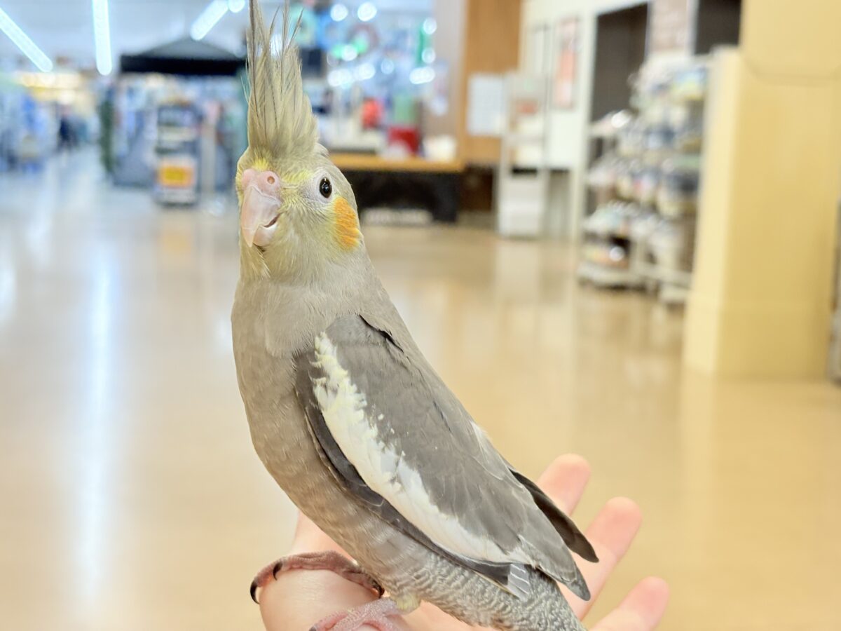 表情から伝わる優しい子♡オカメインコ(ノーマル) オカメインコ