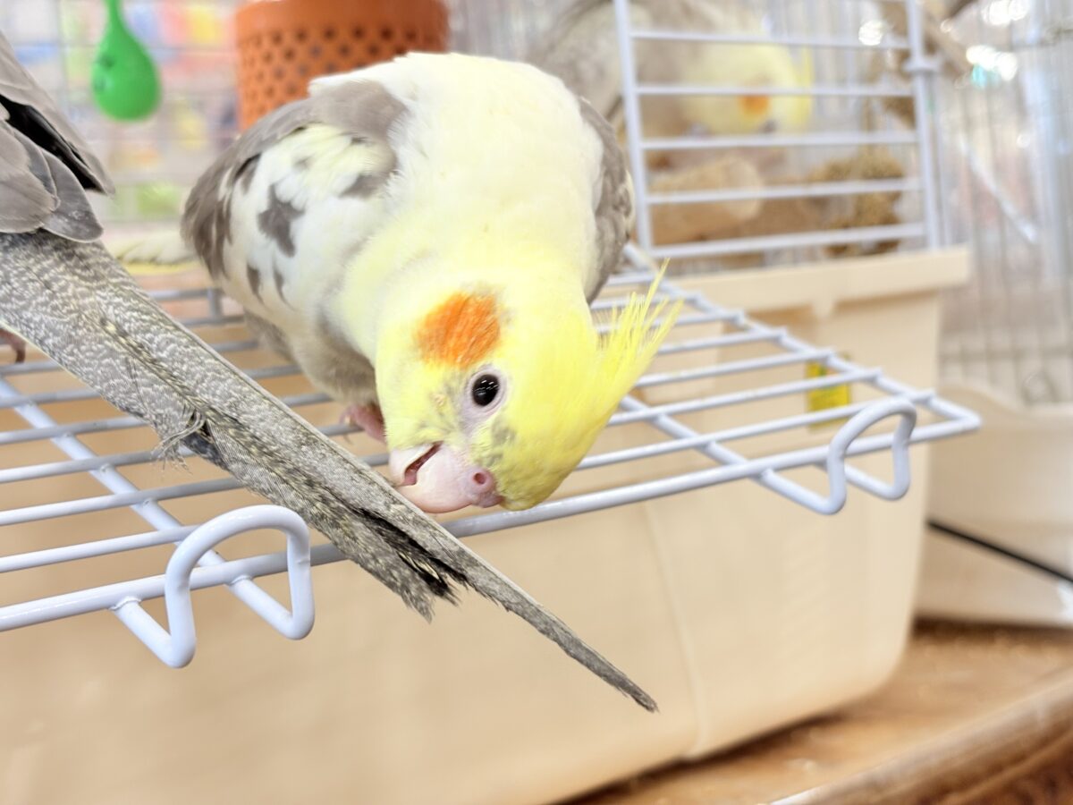 甘えた時の表情が可愛すぎます♡オカメインコ(パイド) オカメインコ