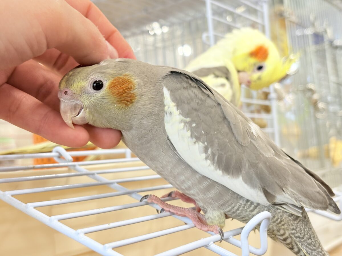 表情から伝わる優しい子♡オカメインコ(ノーマル) オカメインコ