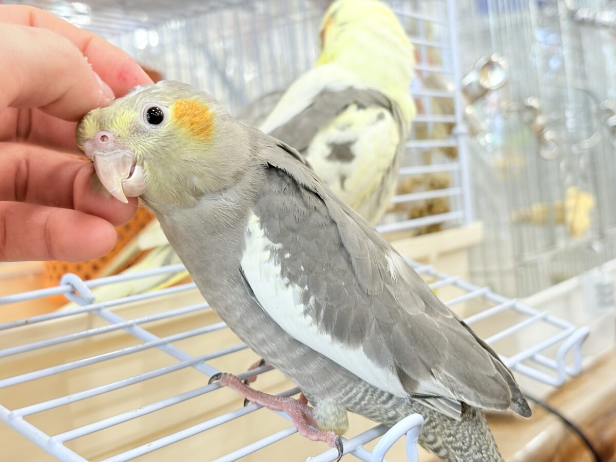表情から伝わる優しい子♡オカメインコ(ノーマル) オカメインコ