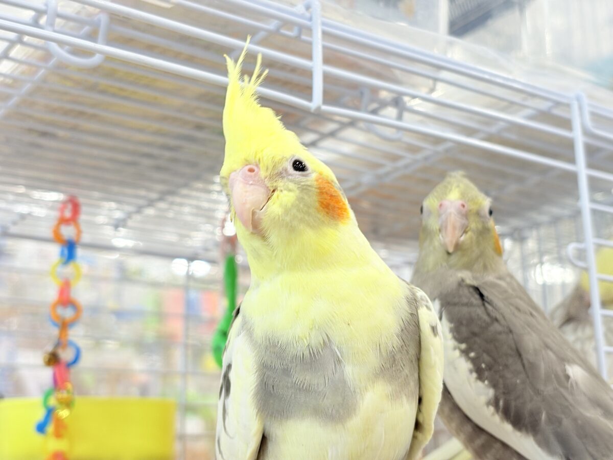 甘えた時の表情が可愛すぎます♡オカメインコ(パイド) オカメインコ