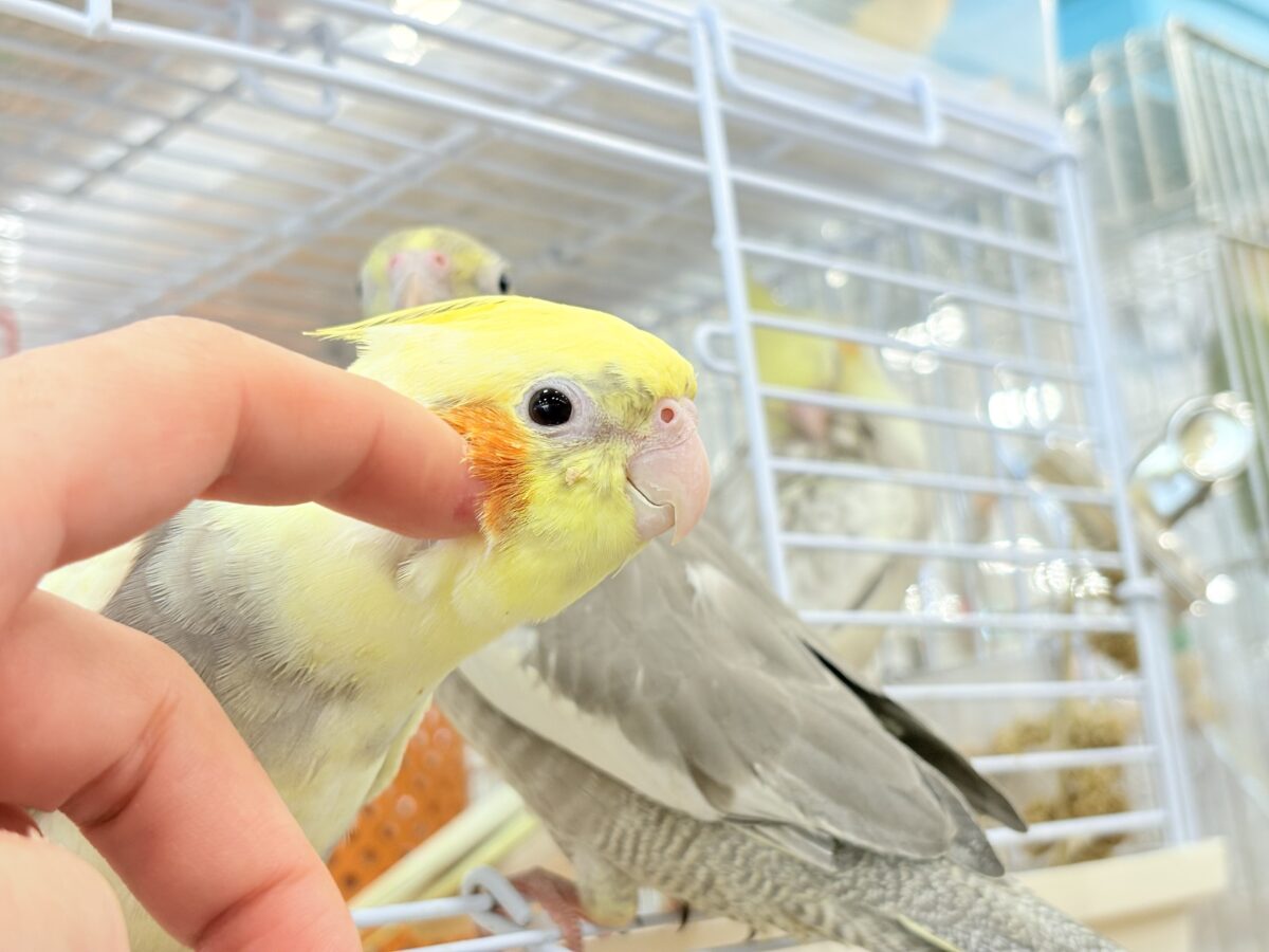 甘えた時の表情が可愛すぎます♡オカメインコ(パイド) オカメインコ