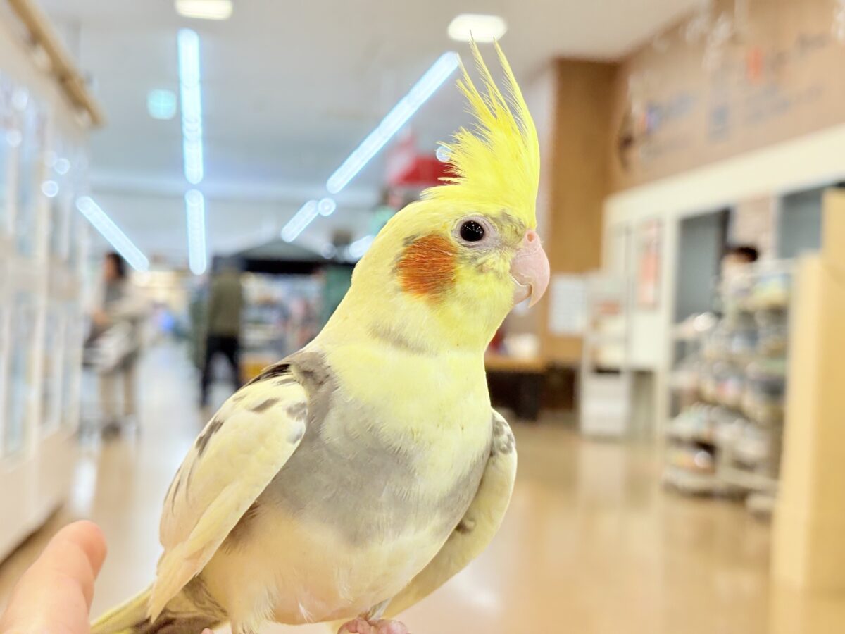 甘えた時の表情が可愛すぎます♡オカメインコ(パイド) オカメインコ