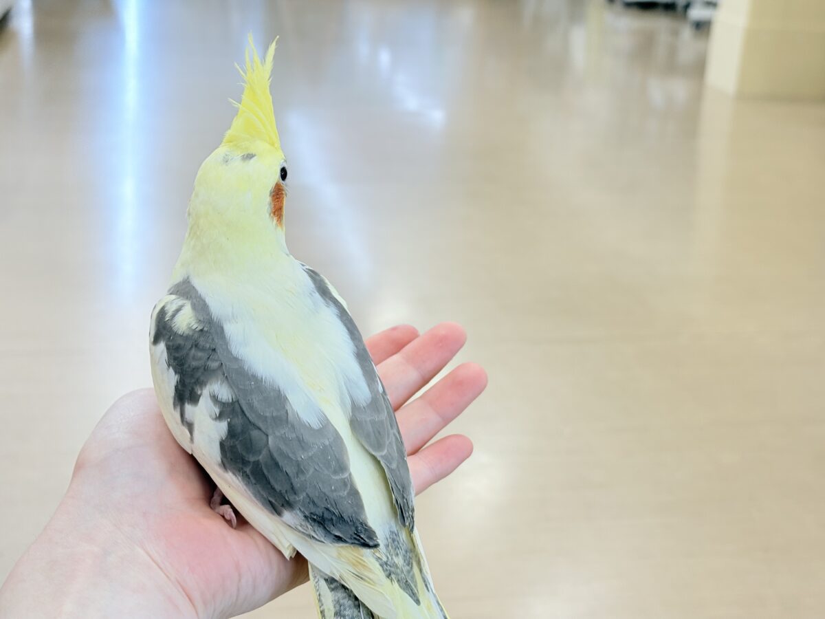 甘えた時の表情が可愛すぎます♡オカメインコ(パイド) オカメインコ