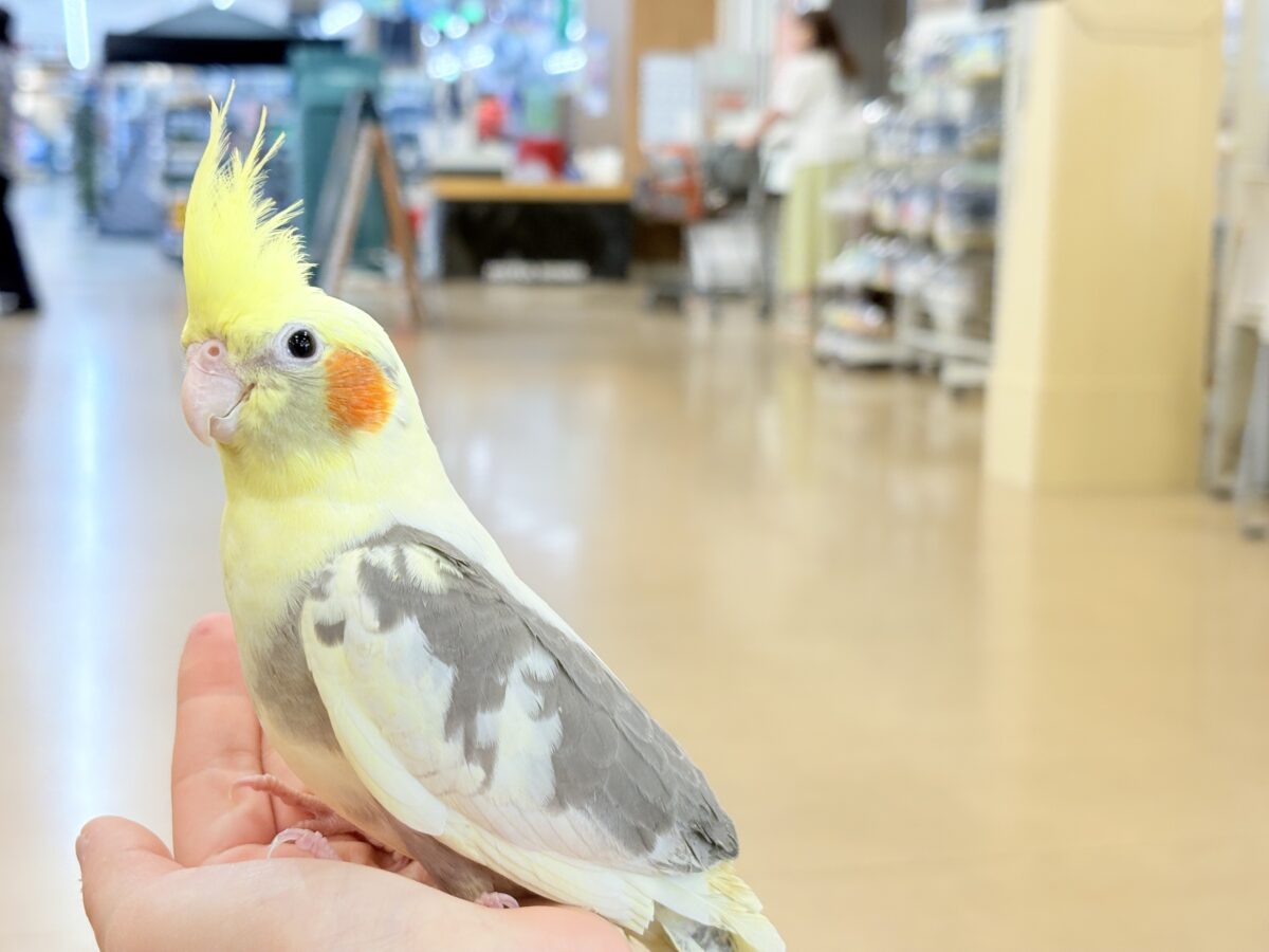 甘えた時の表情が可愛すぎます♡オカメインコ(パイド) オカメインコ