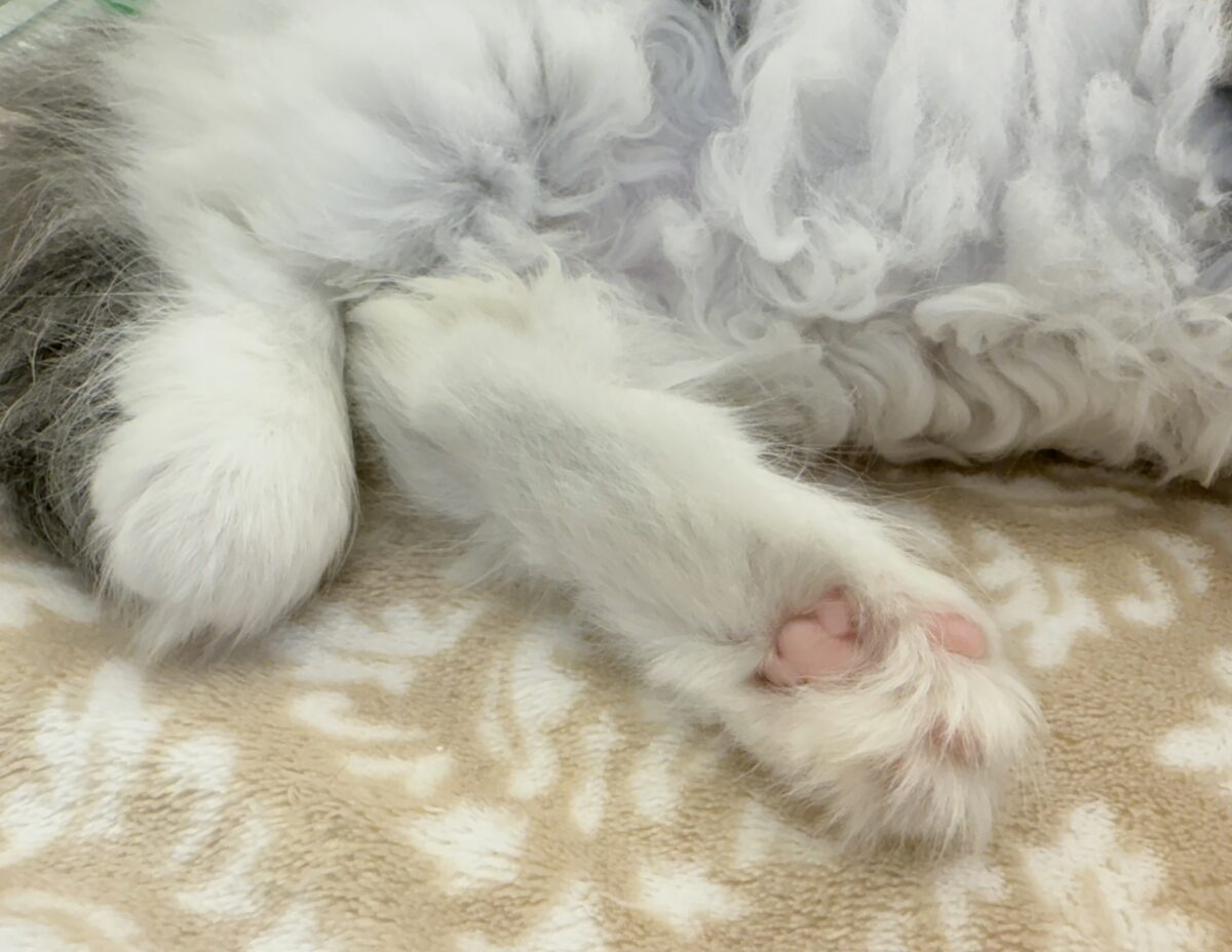 短足が可愛すぎるマンチカンちゃん来ました!! マンチカン