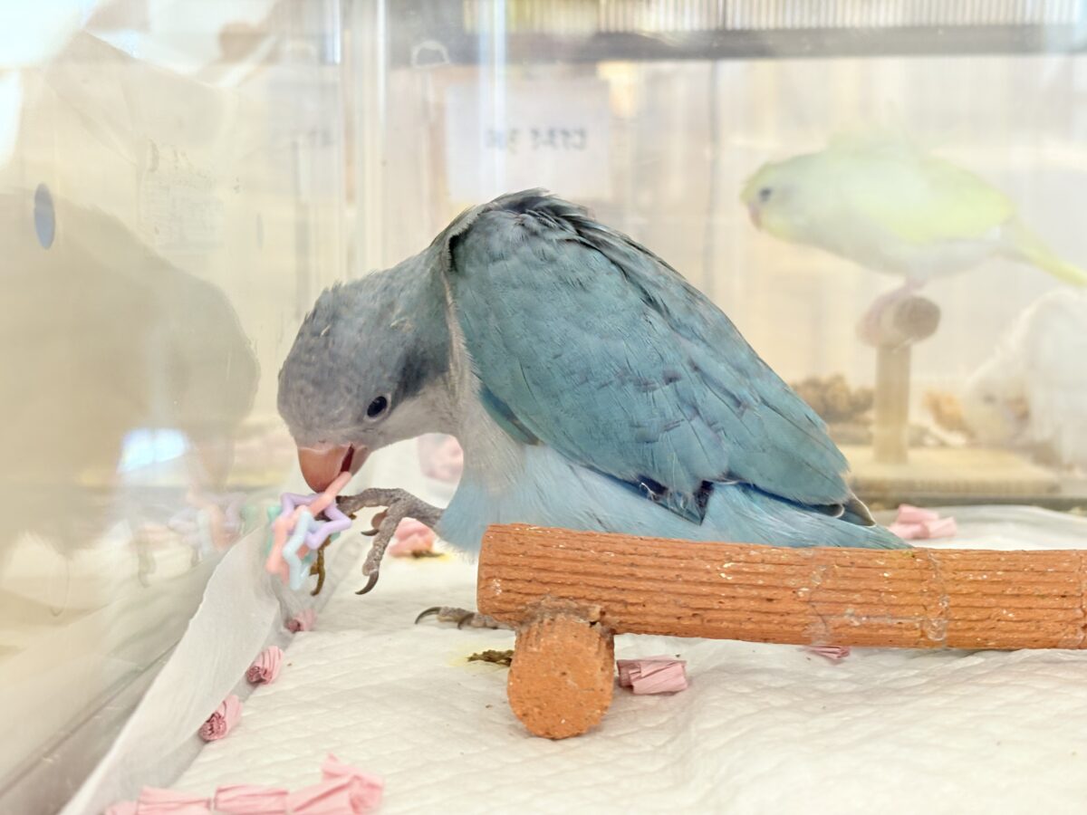 オキナインコ