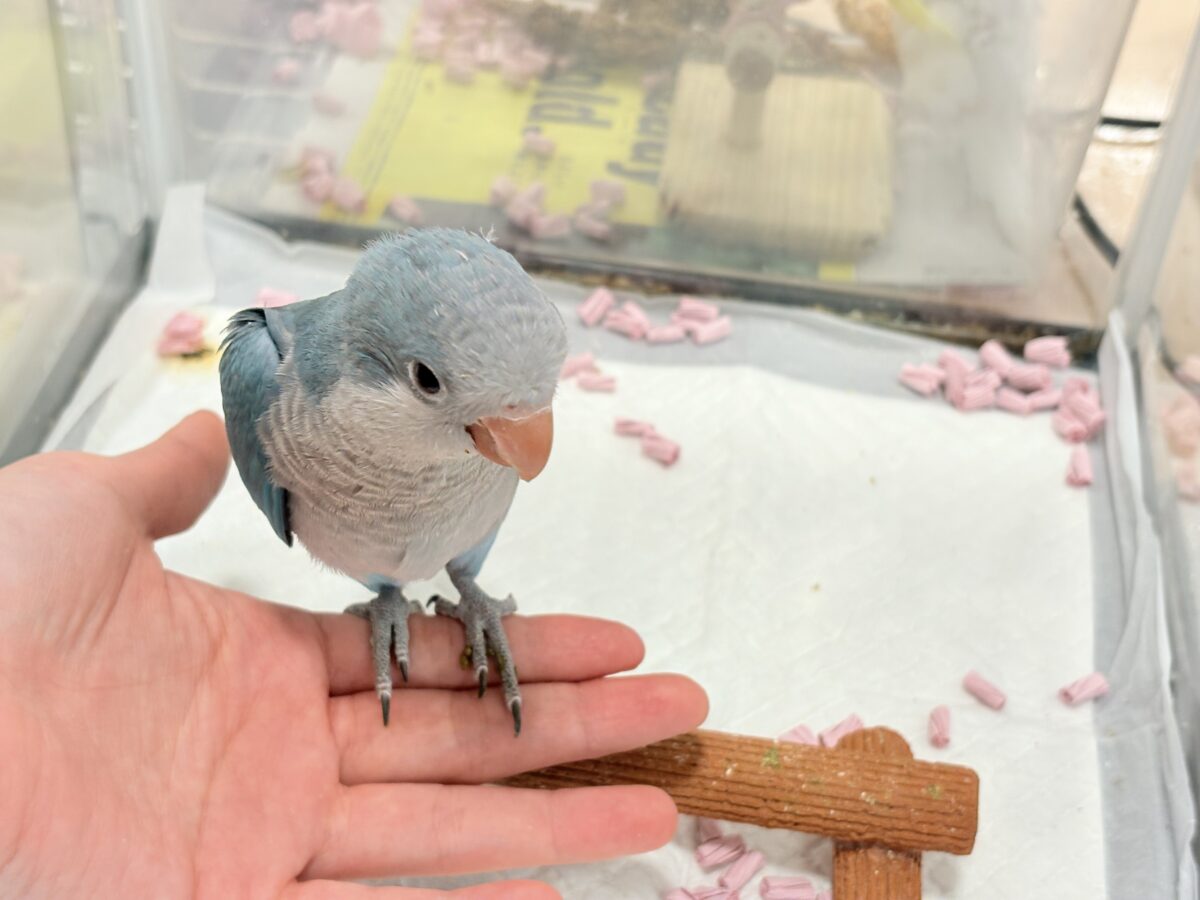 【最新画像・動画更新🪄】飛びきりのスマイル😊ウケケケダンスに魅了されちゃう((🐣))🪇💖オキナインコ(ブルー) ヒナ オキナインコ