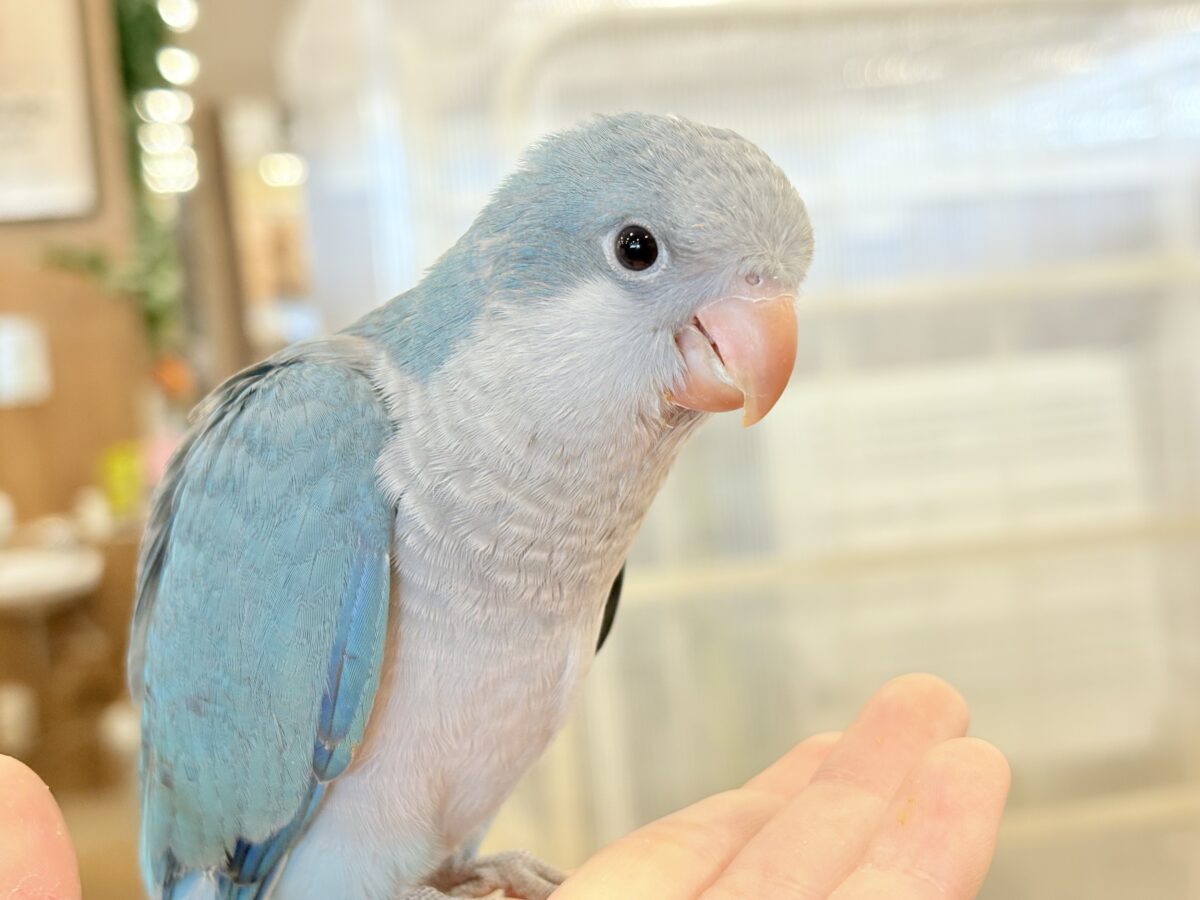 【最新画像・動画更新🪄】飛びきりのスマイル😊ウケケケダンスに魅了されちゃう((🐣))🪇💖オキナインコ(ブルー) ヒナ オキナインコ