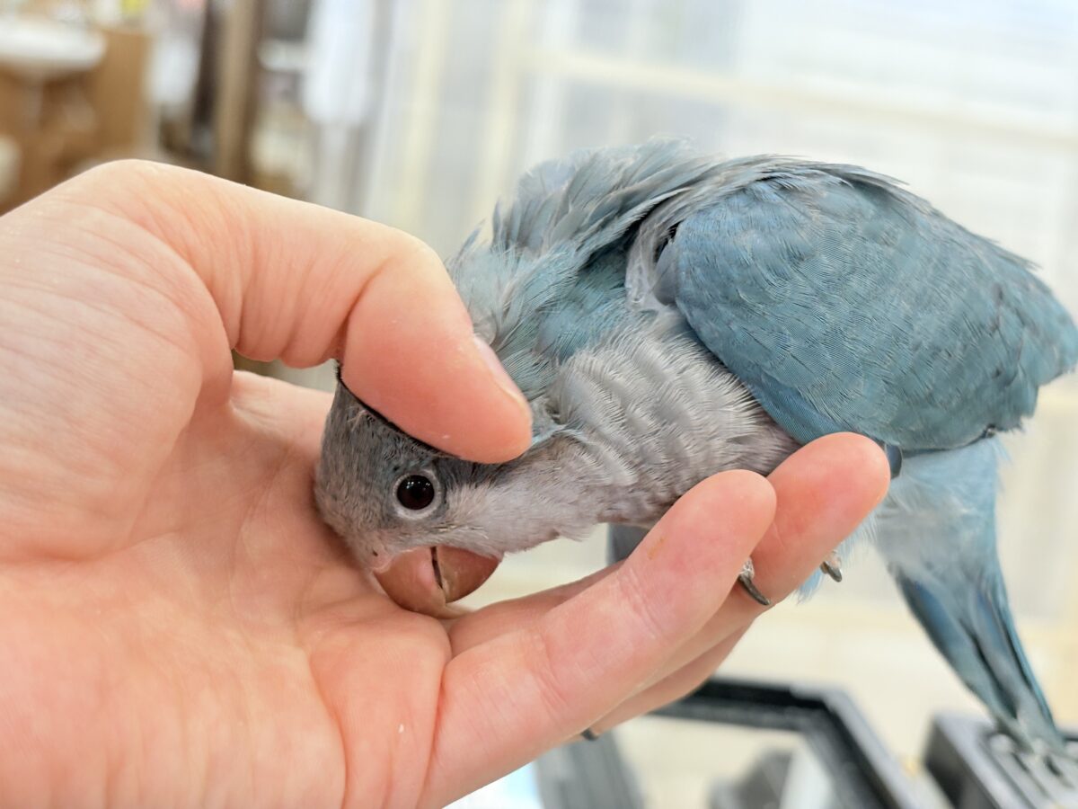 【最新画像・動画更新🪄】飛びきりのスマイル😊ウケケケダンスに魅了されちゃう((🐣))🪇💖オキナインコ(ブルー) ヒナ オキナインコ