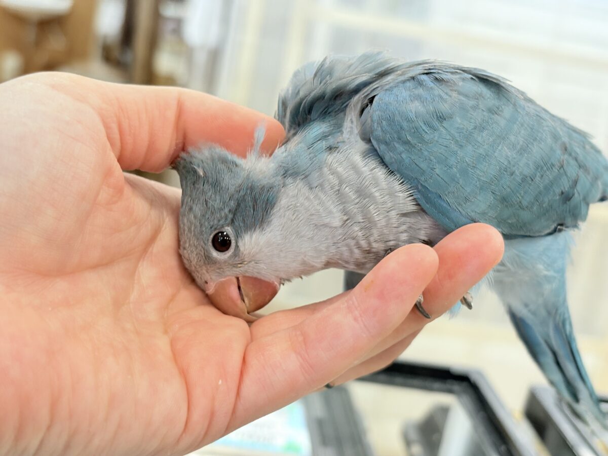 【最新画像・動画更新🪄】飛びきりのスマイル😊ウケケケダンスに魅了されちゃう((🐣))🪇💖オキナインコ(ブルー) ヒナ オキナインコ
