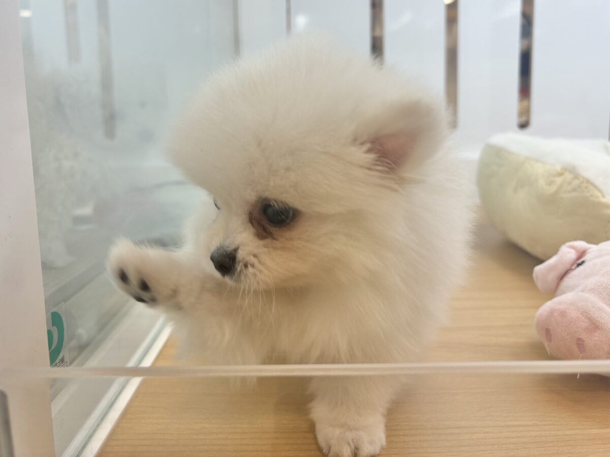 ポメラニアン