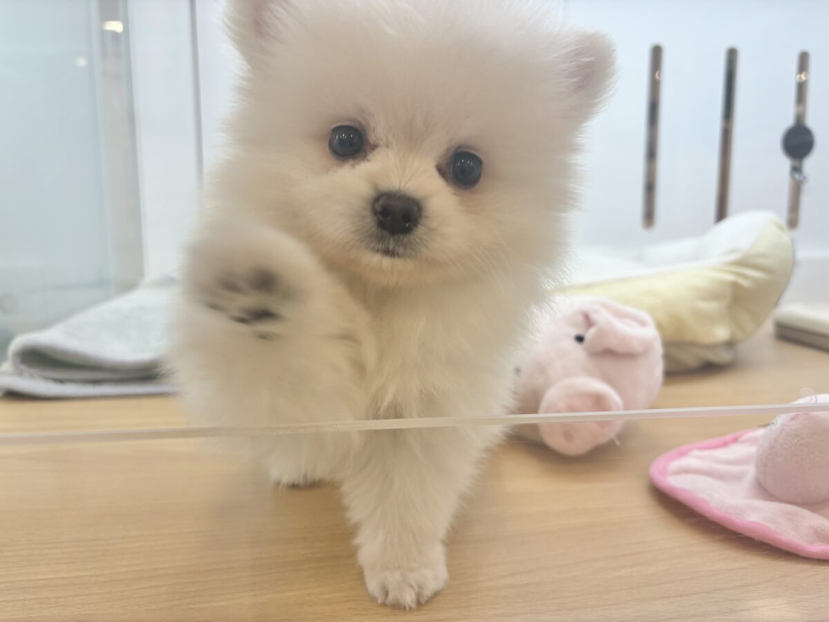 ポメラニアン