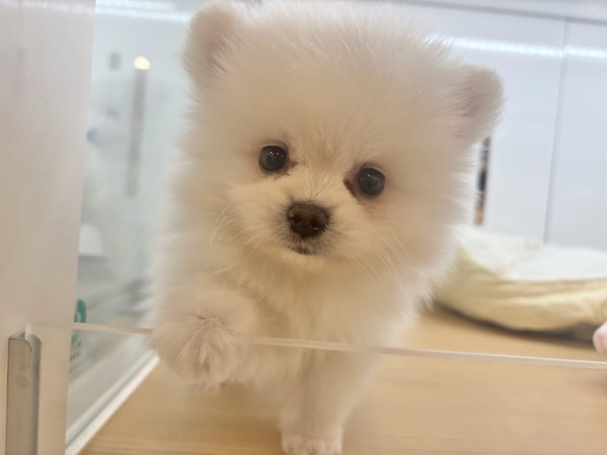 ポメラニアン