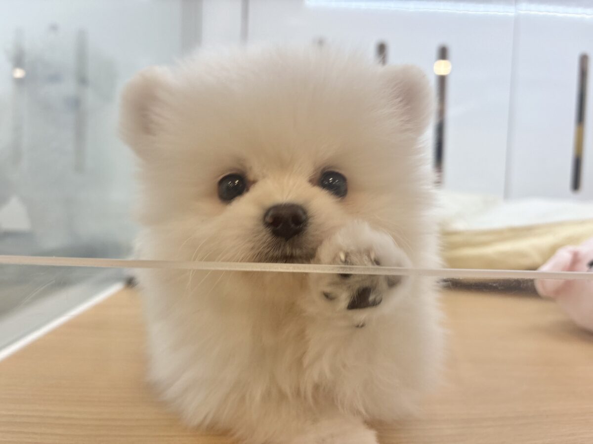 ポメラニアン