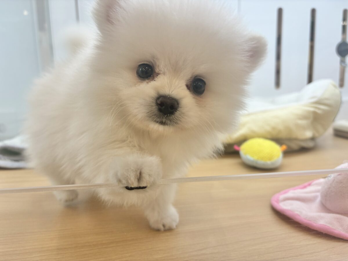 ポメラニアン