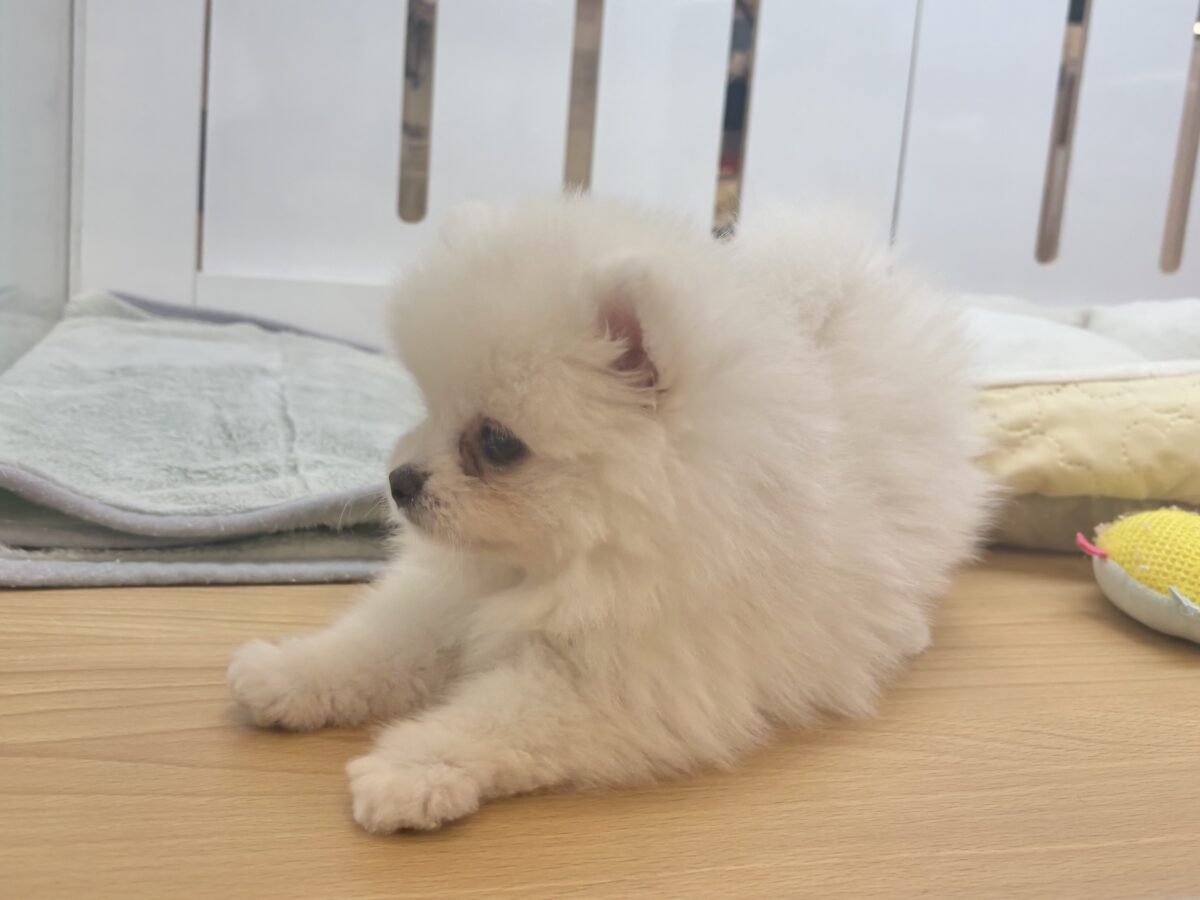 ポメラニアン