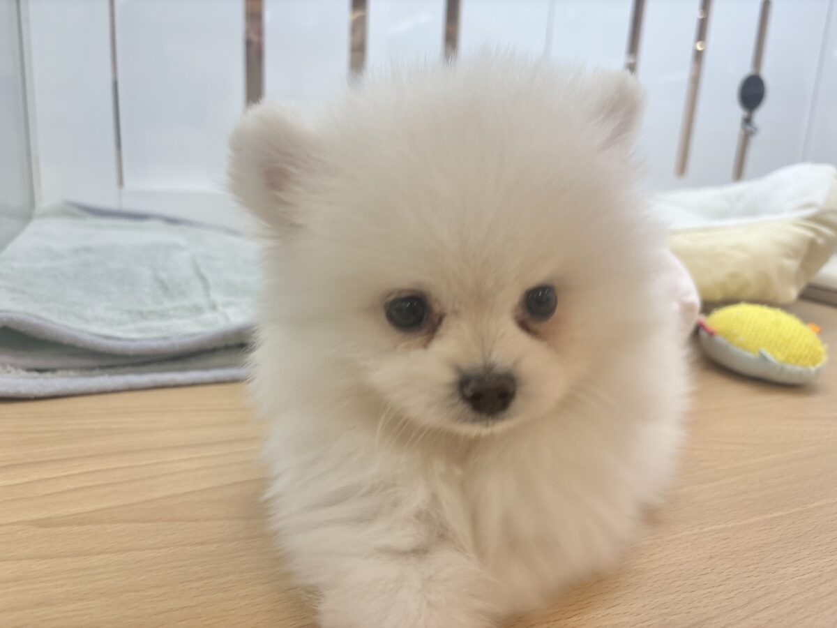 ポメラニアン