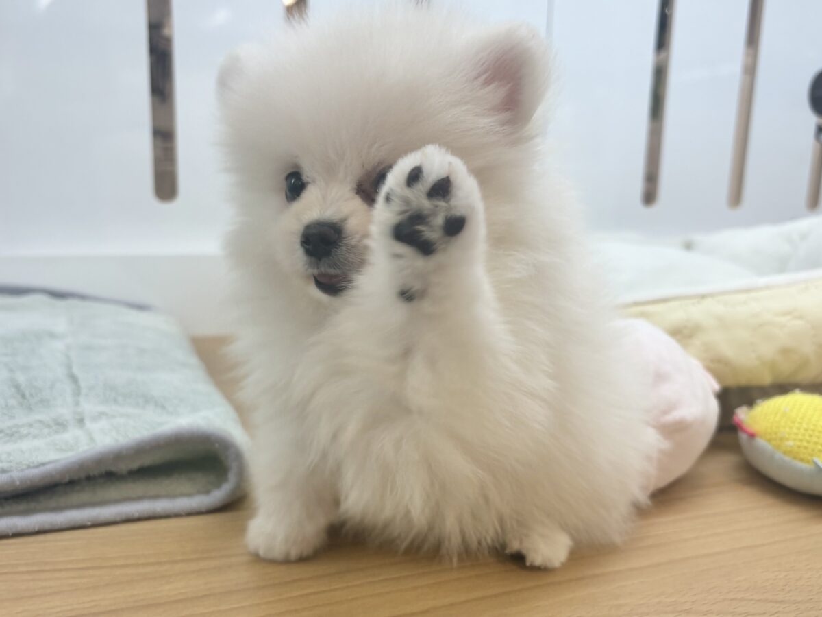 ポメラニアン