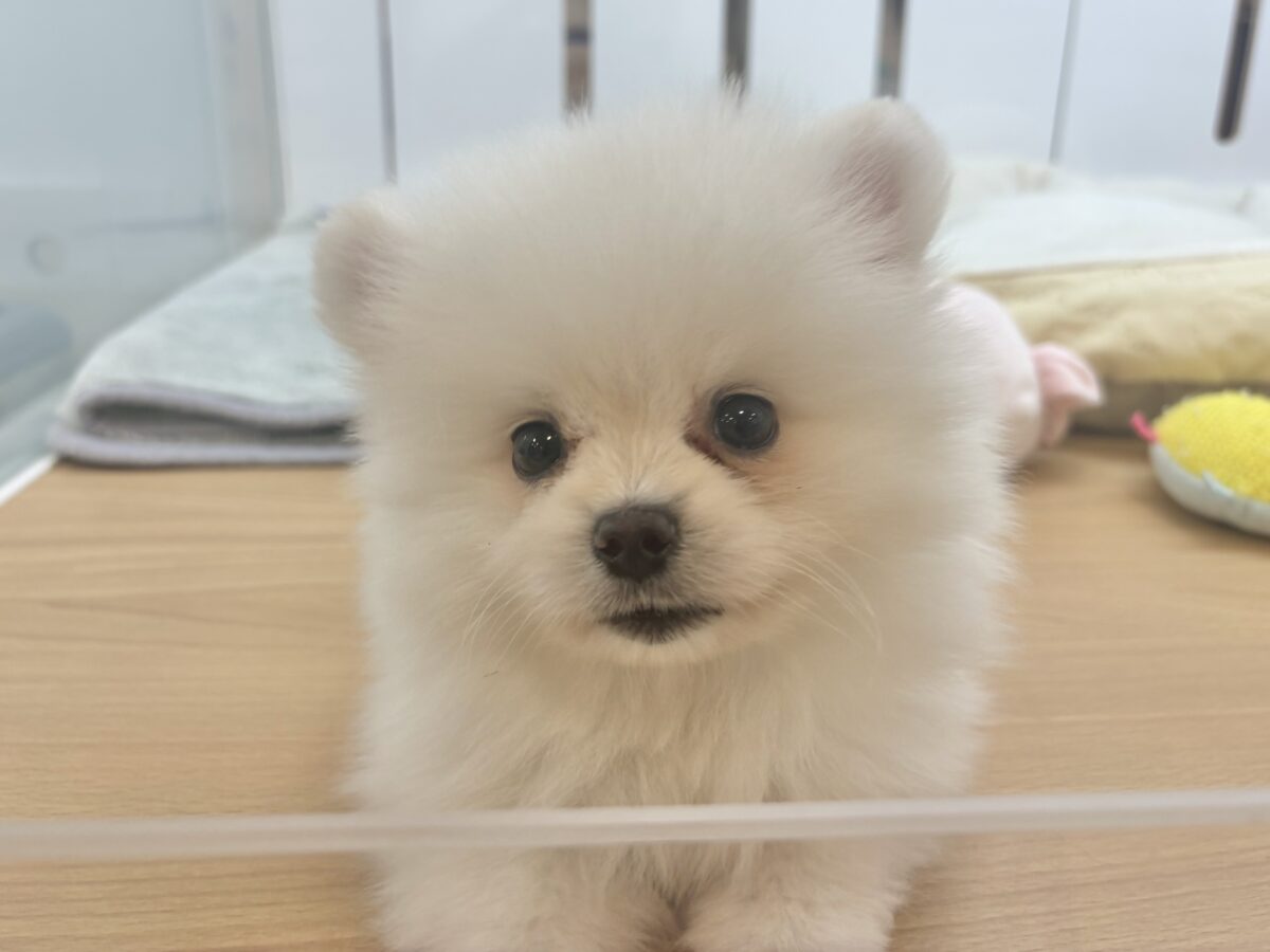 ポメラニアン