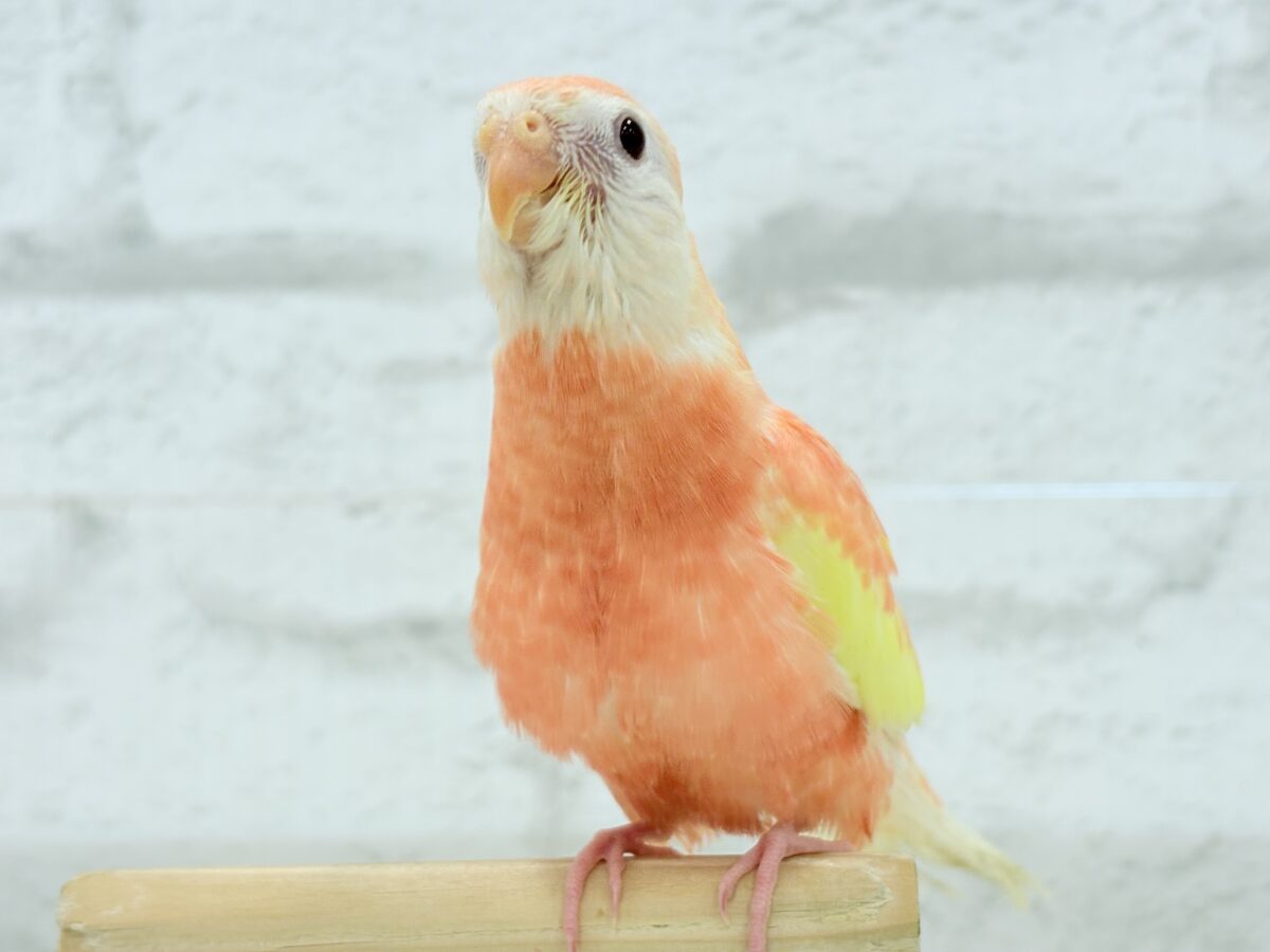 【最新画像更新🪄ひとり餌になりました☆】透明感たっぷり♡高嶺の存在感🌷アキクサインコ(ルビノー) ヒナ アキクサインコ(秋草インコ)