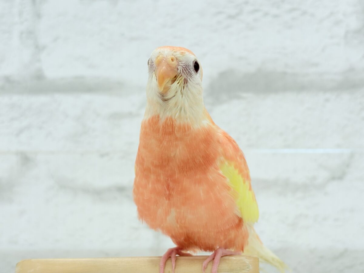 【最新画像更新🪄ひとり餌になりました☆】透明感たっぷり♡高嶺の存在感🌷アキクサインコ(ルビノー) ヒナ アキクサインコ(秋草インコ)