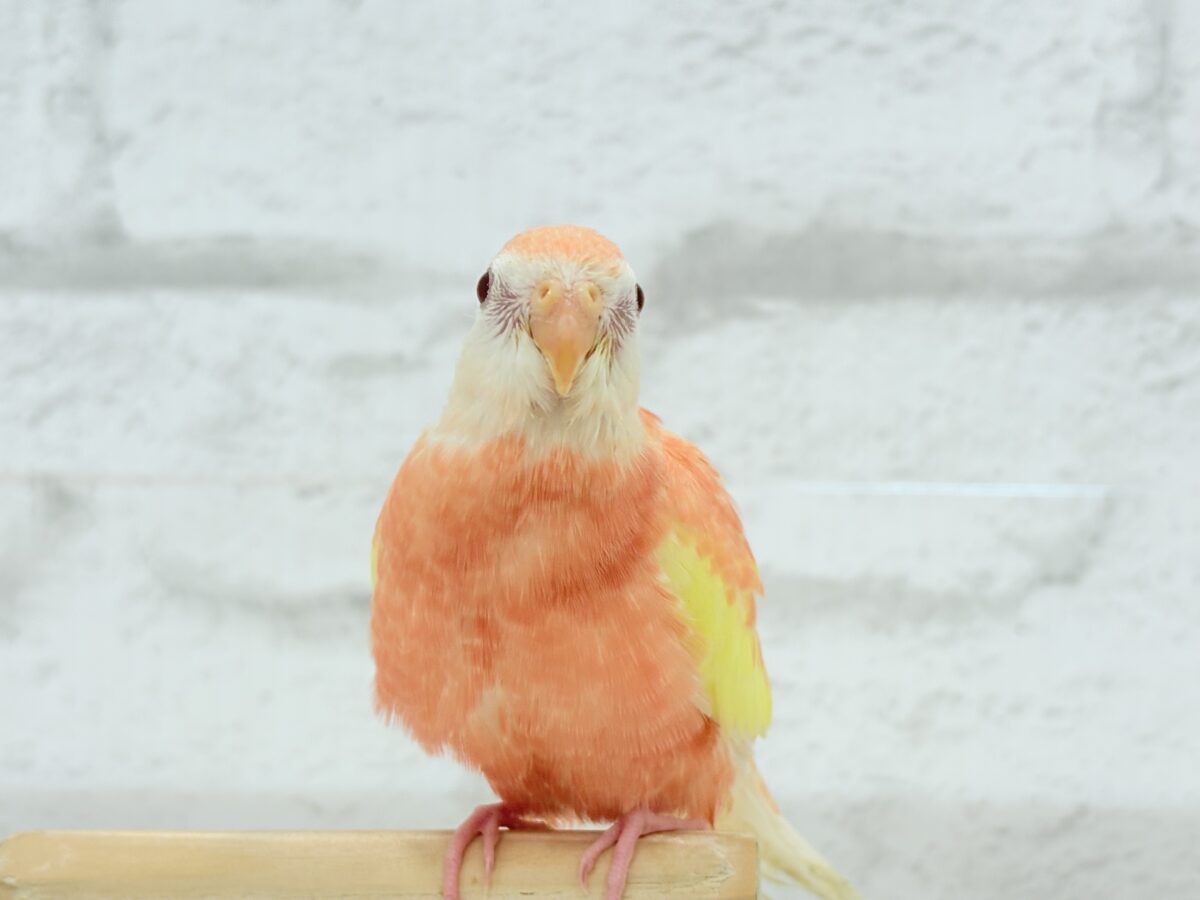 【最新画像更新🪄ひとり餌になりました☆】透明感たっぷり♡高嶺の存在感🌷アキクサインコ(ルビノー) ヒナ アキクサインコ(秋草インコ)