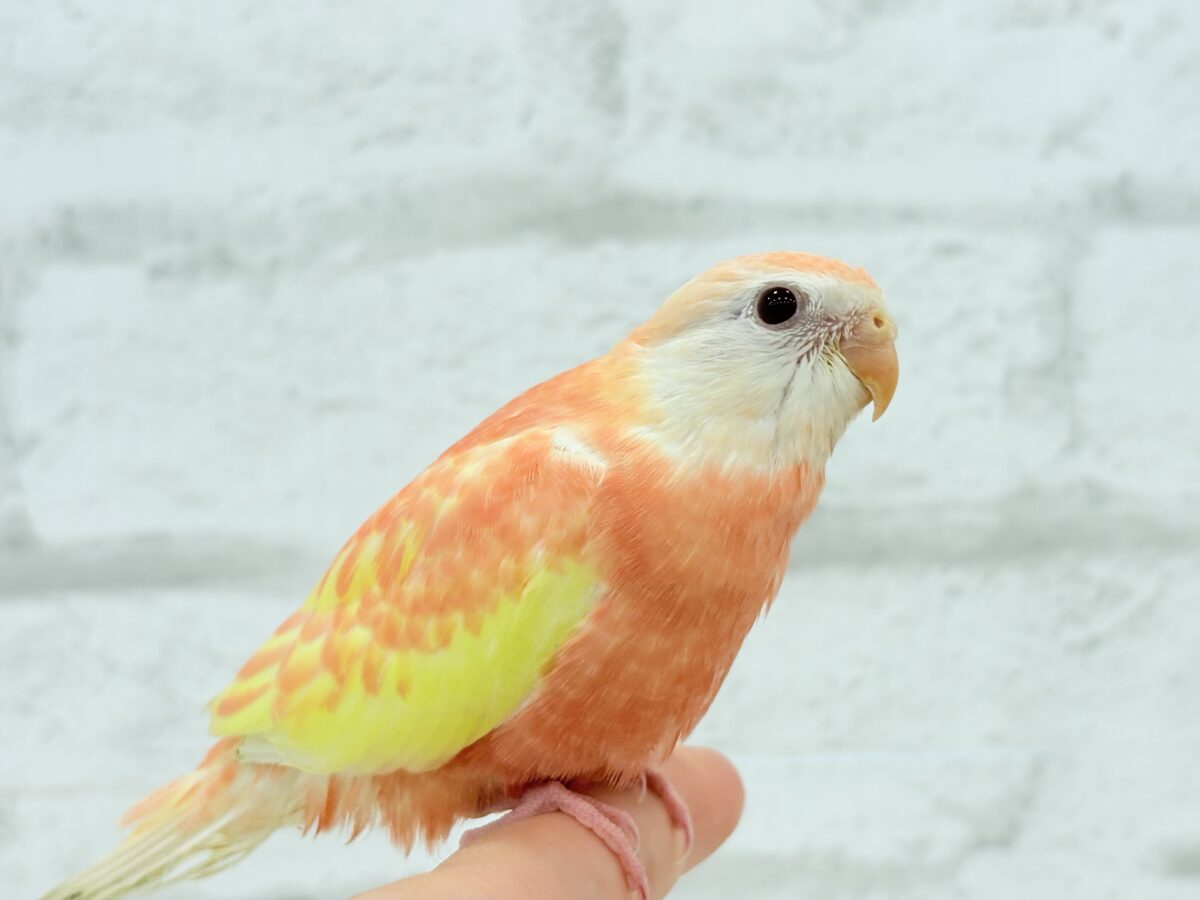 【最新画像更新🪄ひとり餌になりました☆】透明感たっぷり♡高嶺の存在感🌷アキクサインコ(ルビノー) ヒナ アキクサインコ(秋草インコ)