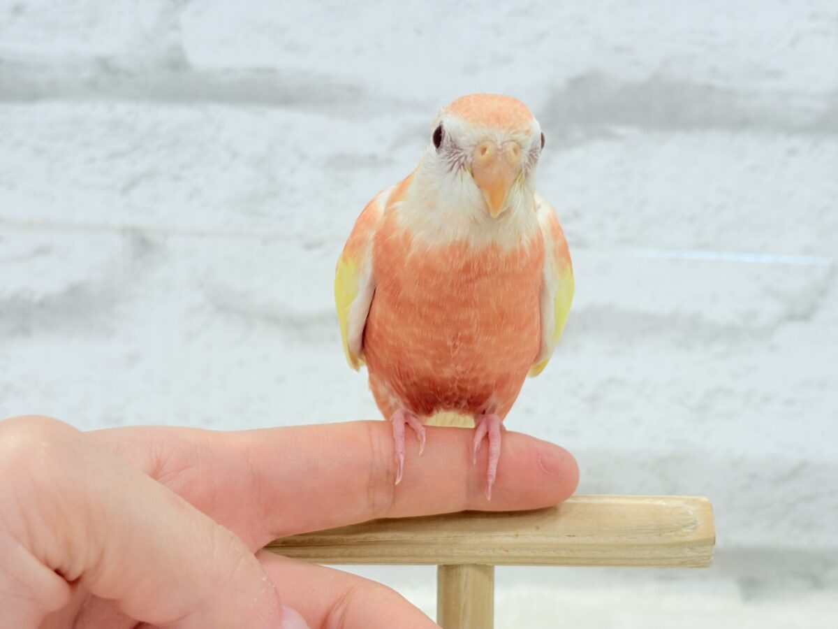 【最新画像更新🪄ひとり餌になりました☆】透明感たっぷり♡高嶺の存在感🌷アキクサインコ(ルビノー) ヒナ アキクサインコ(秋草インコ)