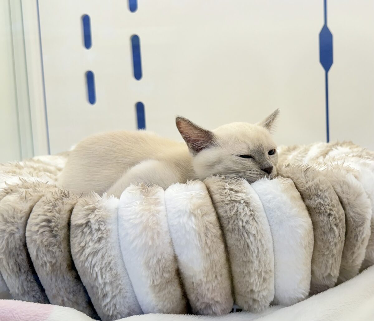 ふみふみが止まりませんっっっ!トンキニーズちゃん🐈 トンキニーズ