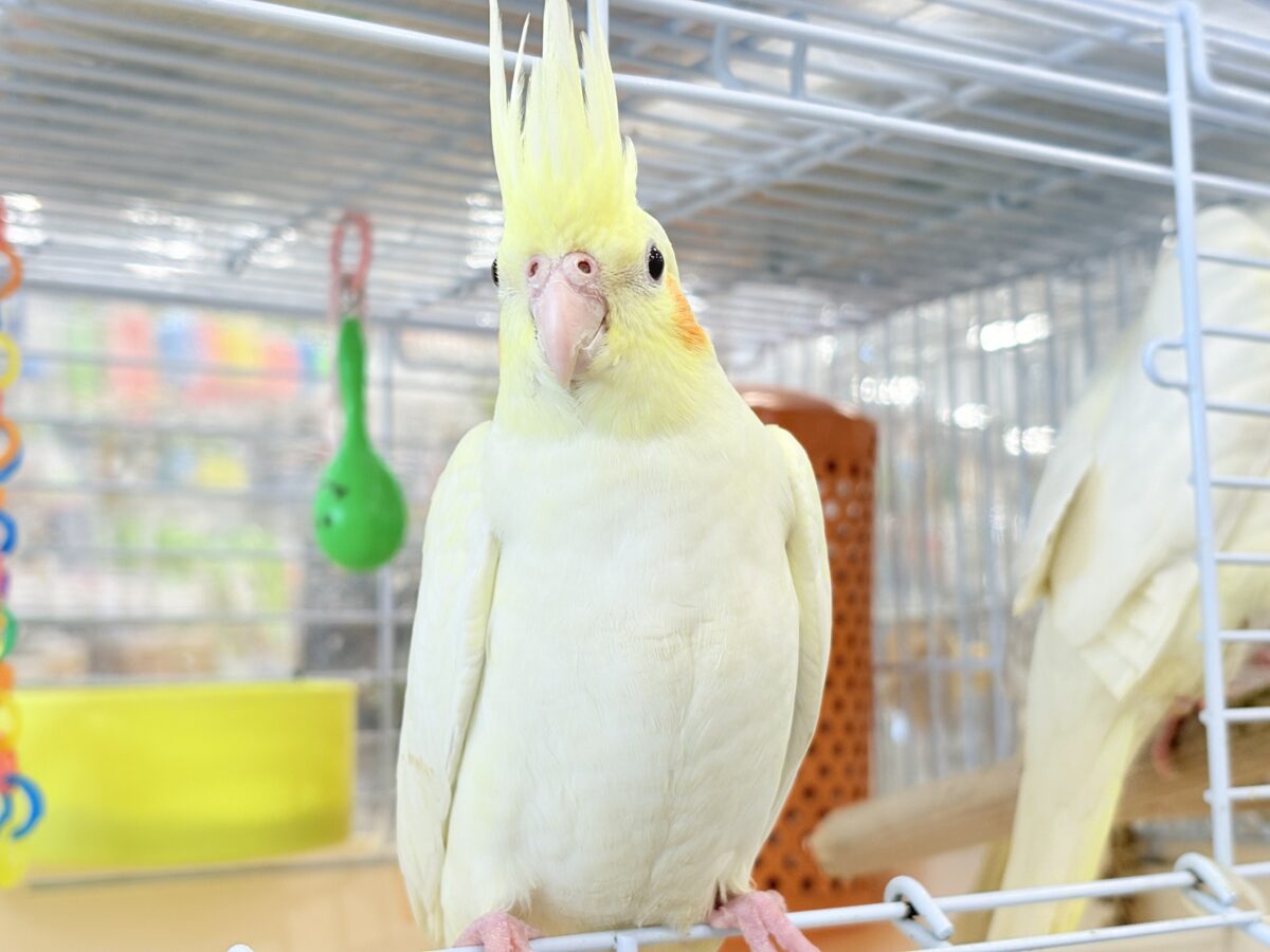 オカメインコ