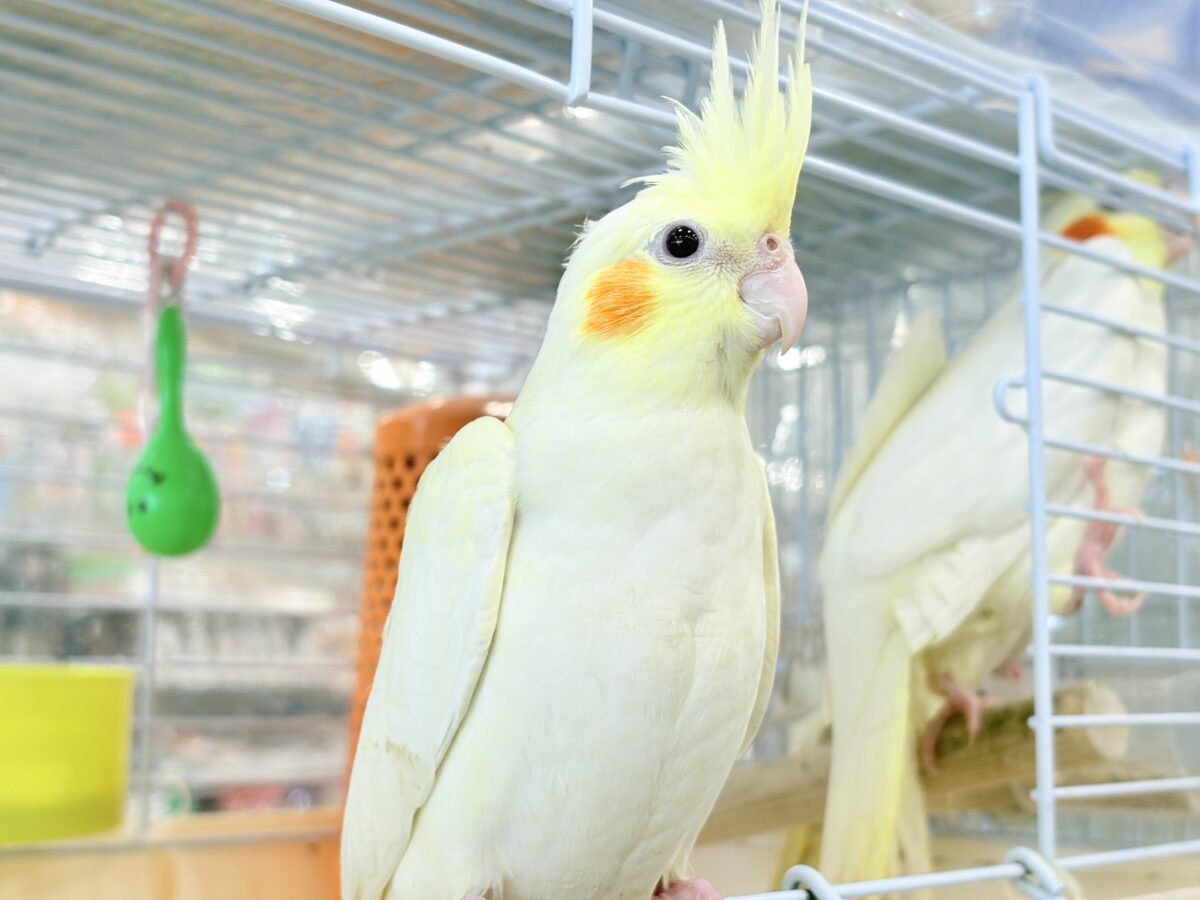 【最新画像更新🪄】あどけなさ残る表情♡オカメインコ(ルチノーパール) オカメインコ