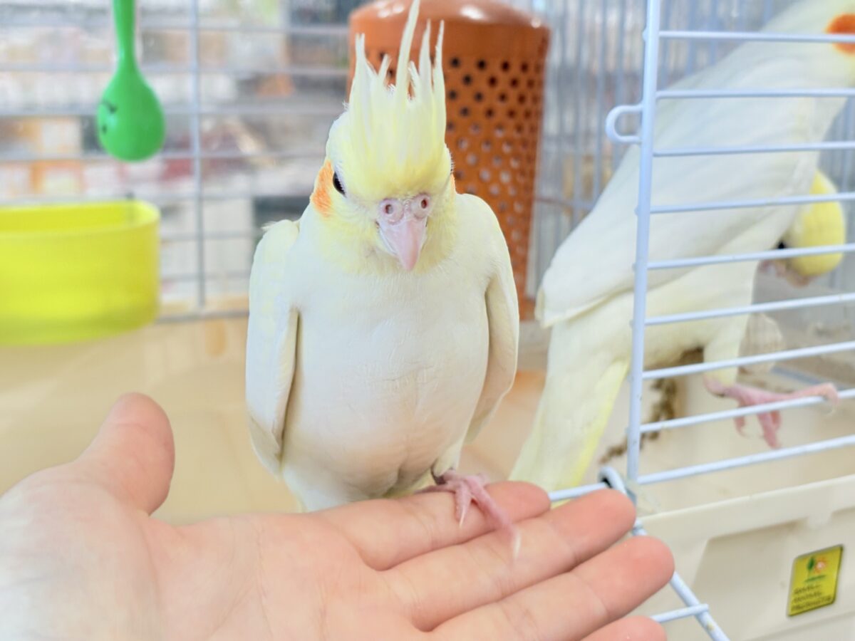 【最新画像更新🪄】あどけなさ残る表情♡オカメインコ(ルチノーパール) オカメインコ