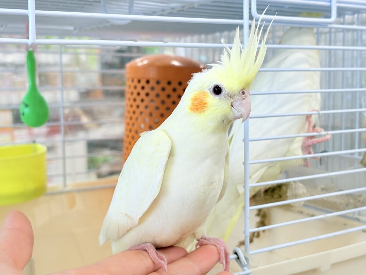【最新画像更新🪄】あどけなさ残る表情♡オカメインコ(ルチノーパール) オカメインコ