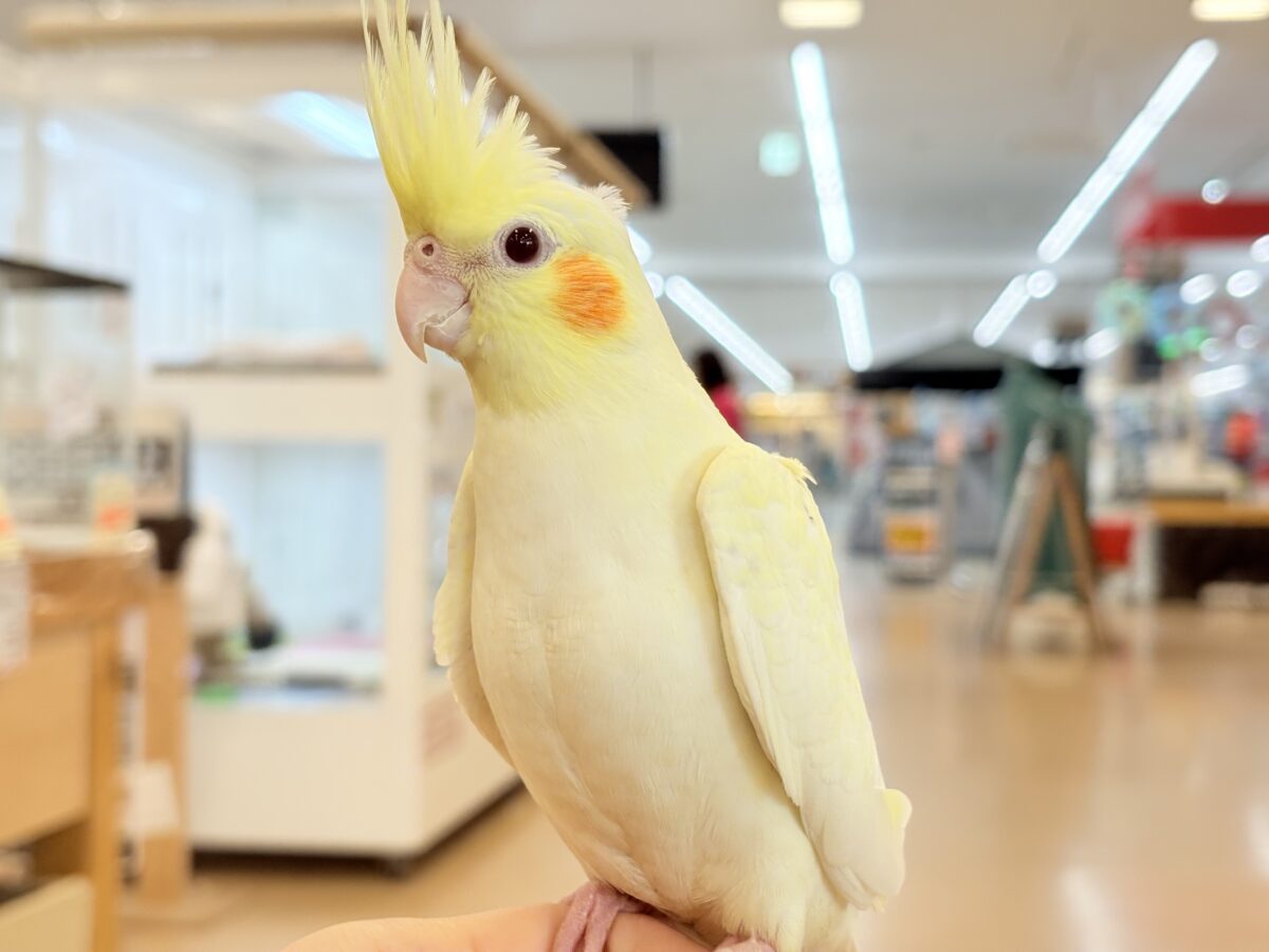 【最新画像更新🪄】あどけなさ残る表情♡オカメインコ(ルチノーパール) オカメインコ