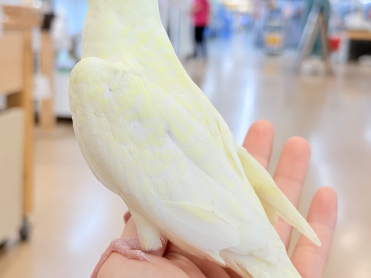オカメインコ