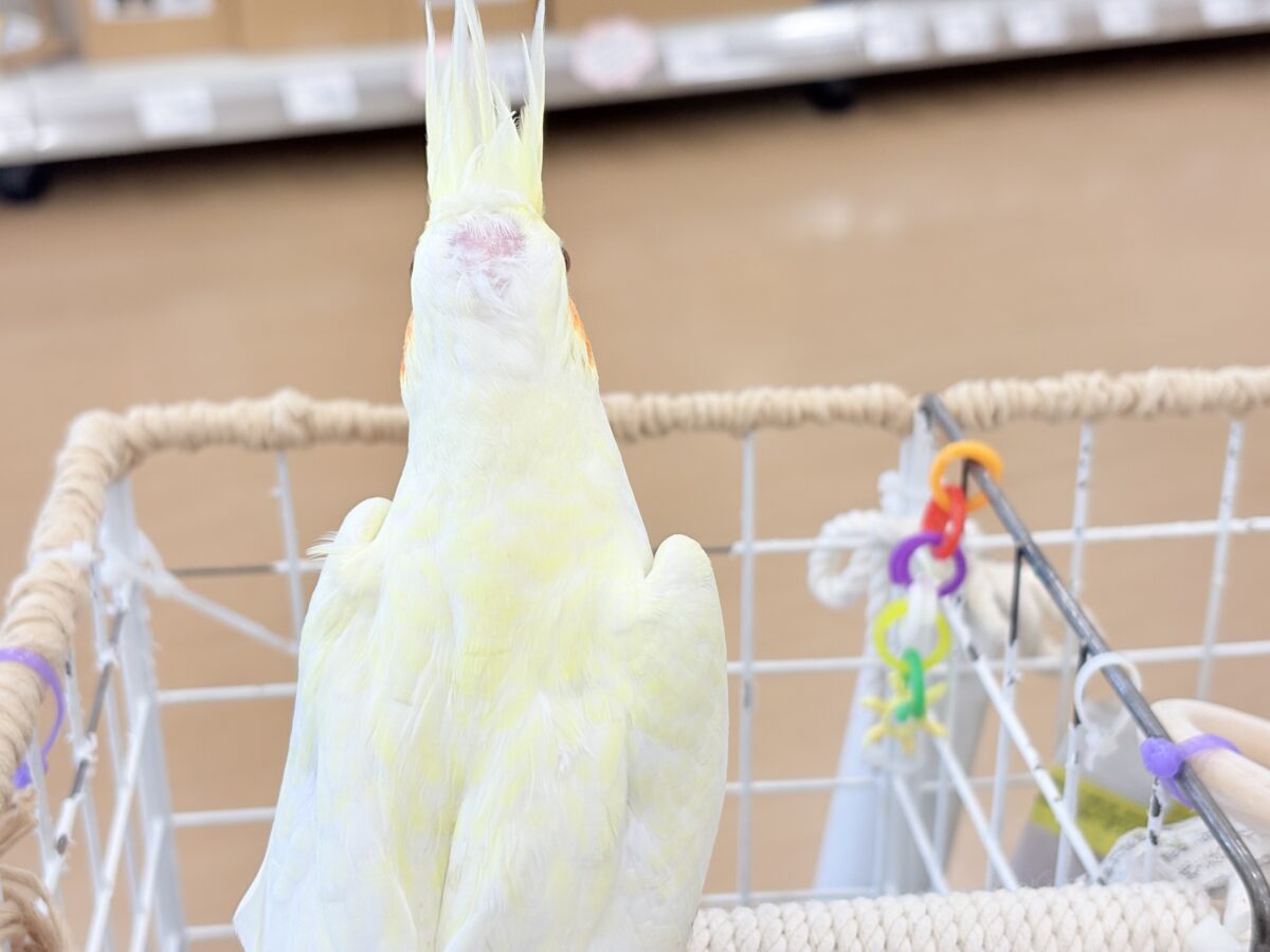 【最新画像更新🪄】あどけなさ残る表情♡オカメインコ(ルチノーパール) オカメインコ