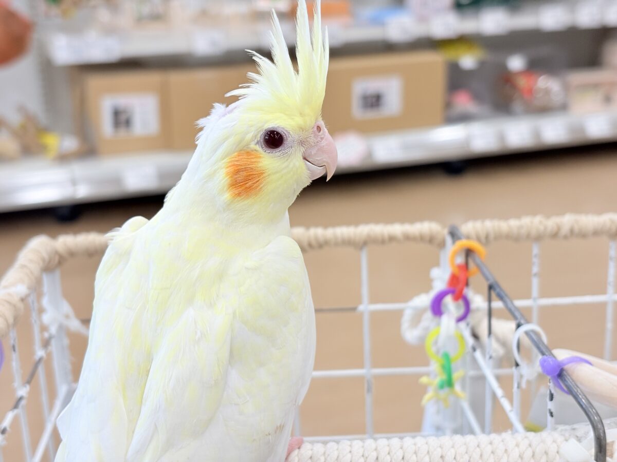 オカメインコ