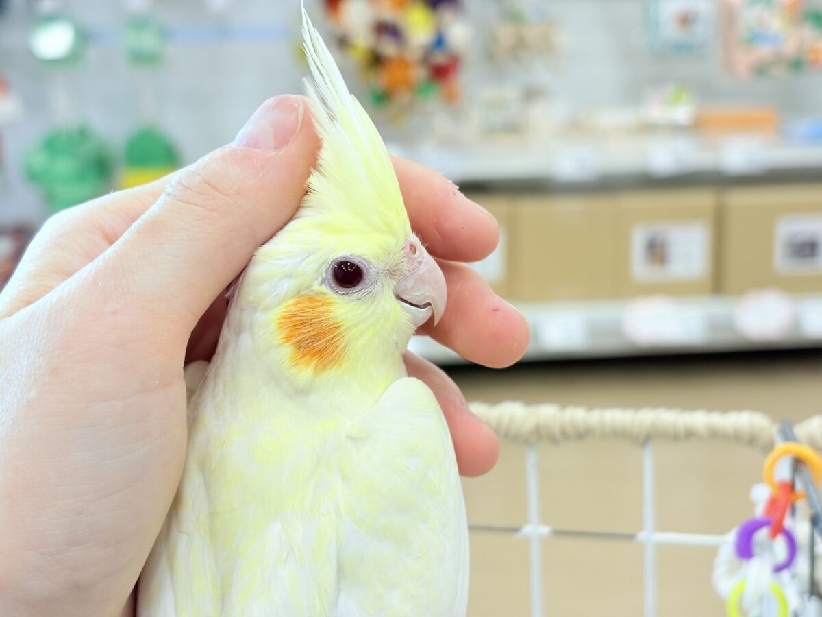 オカメインコ
