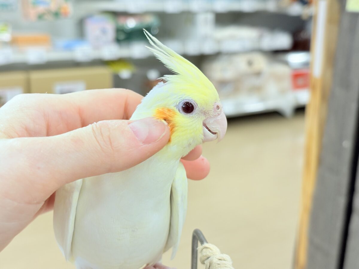 オカメインコ