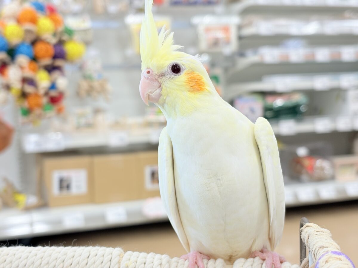 【最新画像更新🪄】あどけなさ残る表情♡オカメインコ(ルチノーパール) オカメインコ