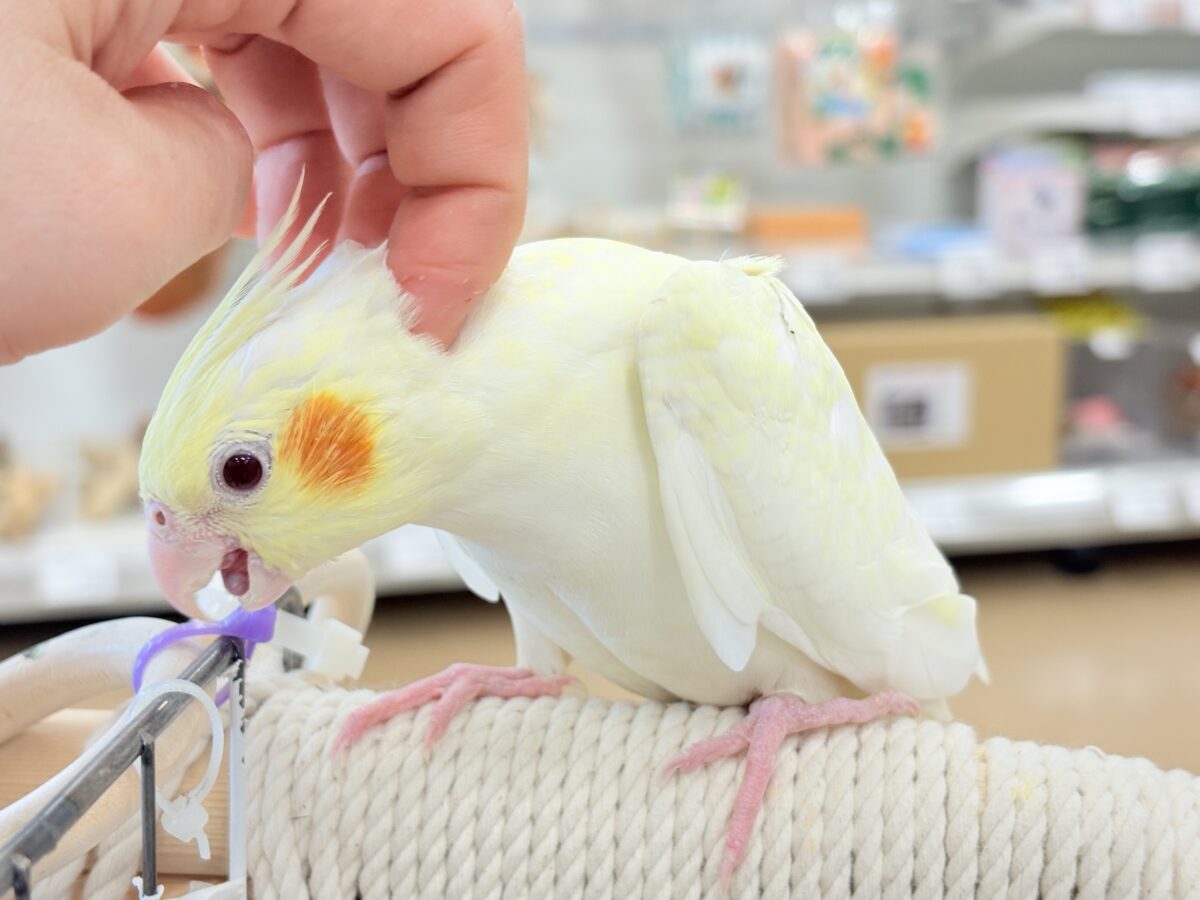 【最新画像更新🪄】あどけなさ残る表情♡オカメインコ(ルチノーパール) オカメインコ