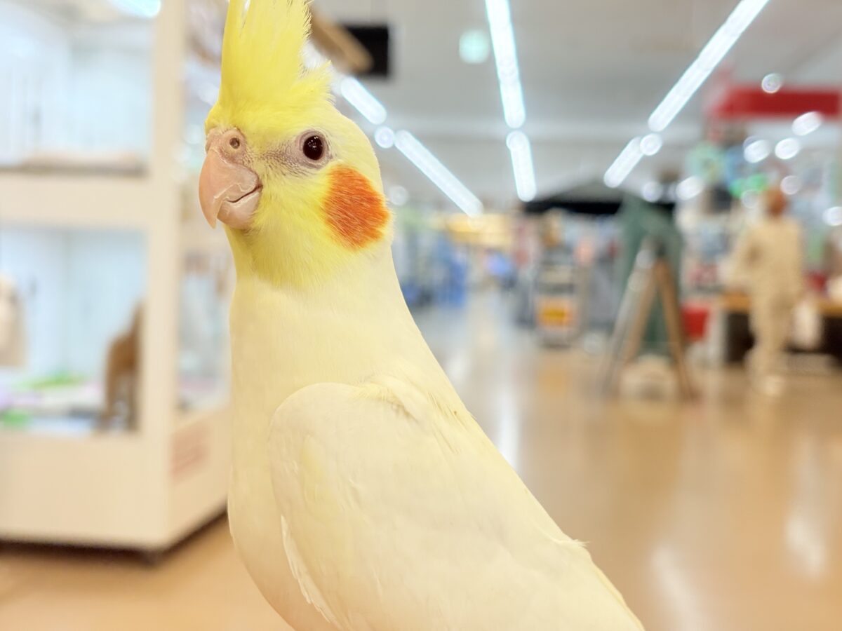 もっちもちBIG BODY♡♥♡オカメインコ(ルチノー) オカメインコ
