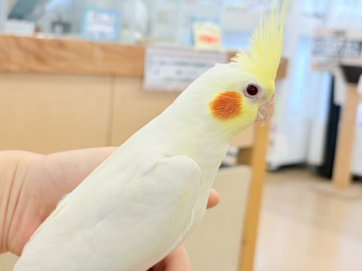 もっちもちBIG BODY♡♥♡オカメインコ(ルチノー) オカメインコ