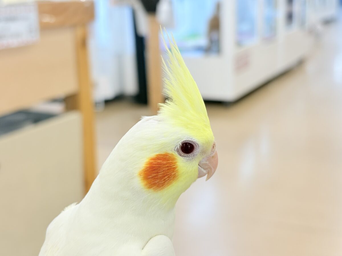 もっちもちBIG BODY♡♥♡オカメインコ(ルチノー) オカメインコ