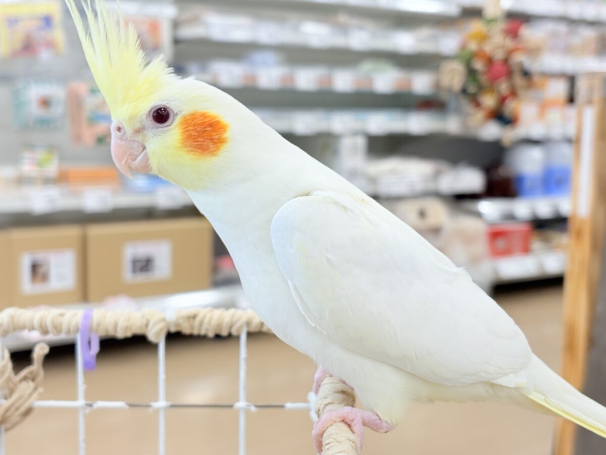 オカメインコ